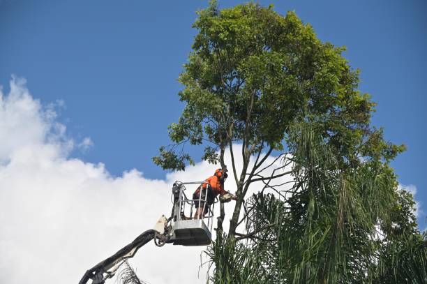 Best Tree Risk Assessment  in Fairmont, WV