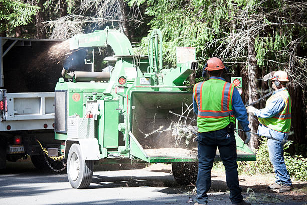 Best Storm Damage Tree Cleanup  in Fairmont, WV