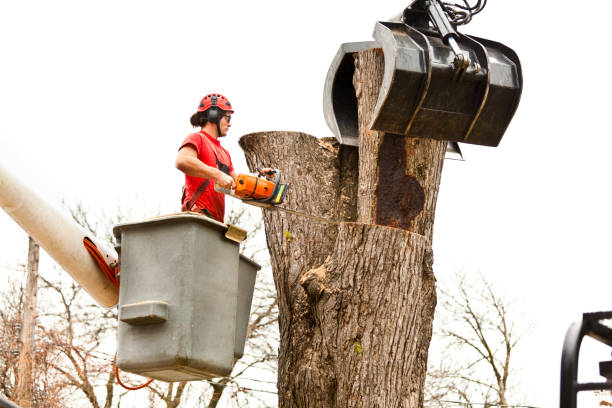 Professional Tree Removal Services in Fairmont, WV